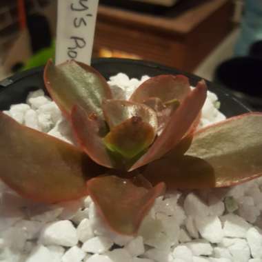 Echeveria Pappys Rose