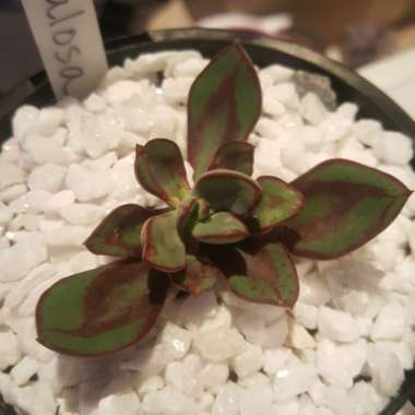Echeveria Nodulosa