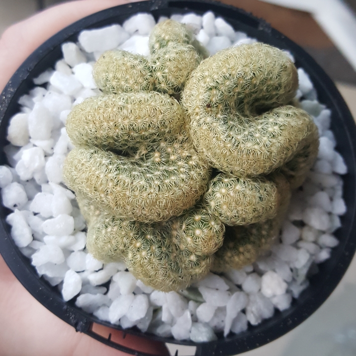 plant image 1093935