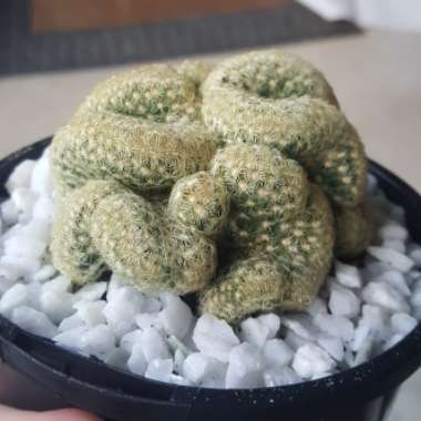 Mammillaria elongata 'Cristata'