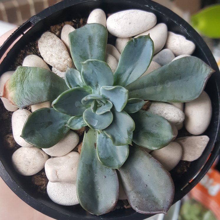 plant image 1093954