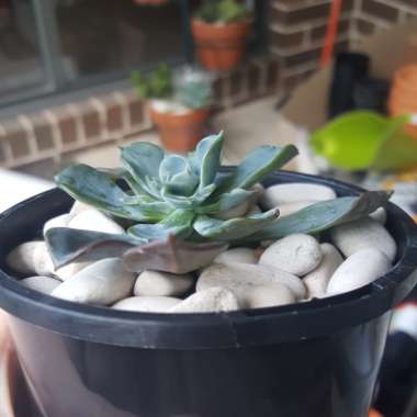 Echeveria Blue Prince