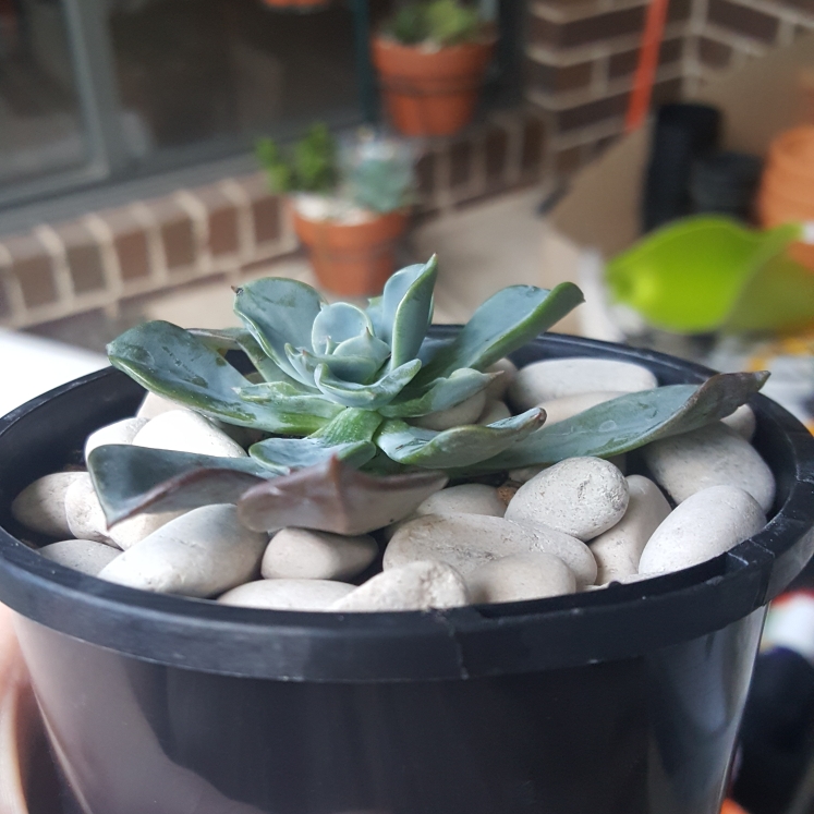 Plant image Echeveria Blue Prince