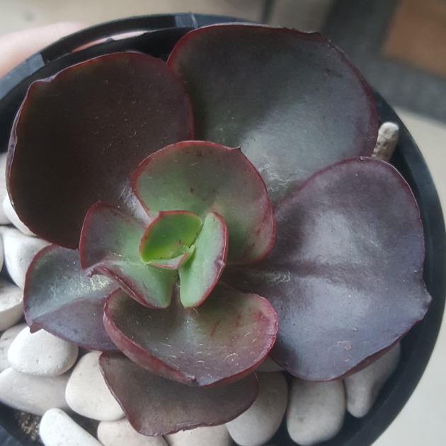 plant image 1107804
