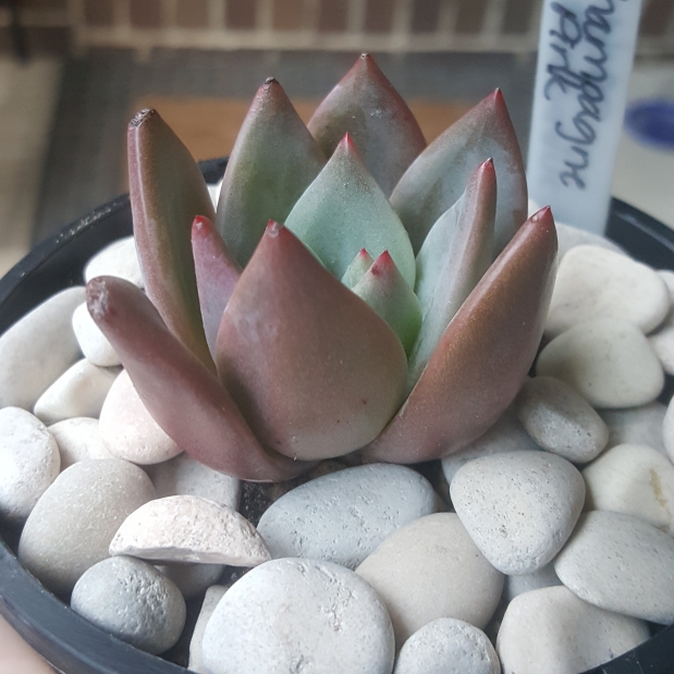 Plant image Echeveria Champagne