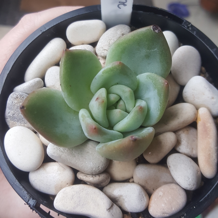 plant image 1110017