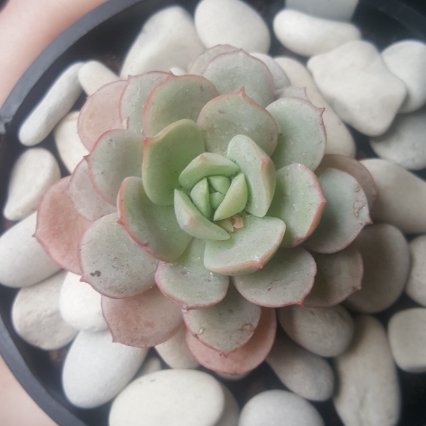 Plant image Echeveria subcorymbosa Lau 026