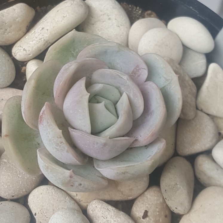 Plant image Echeveria Blue Surprise