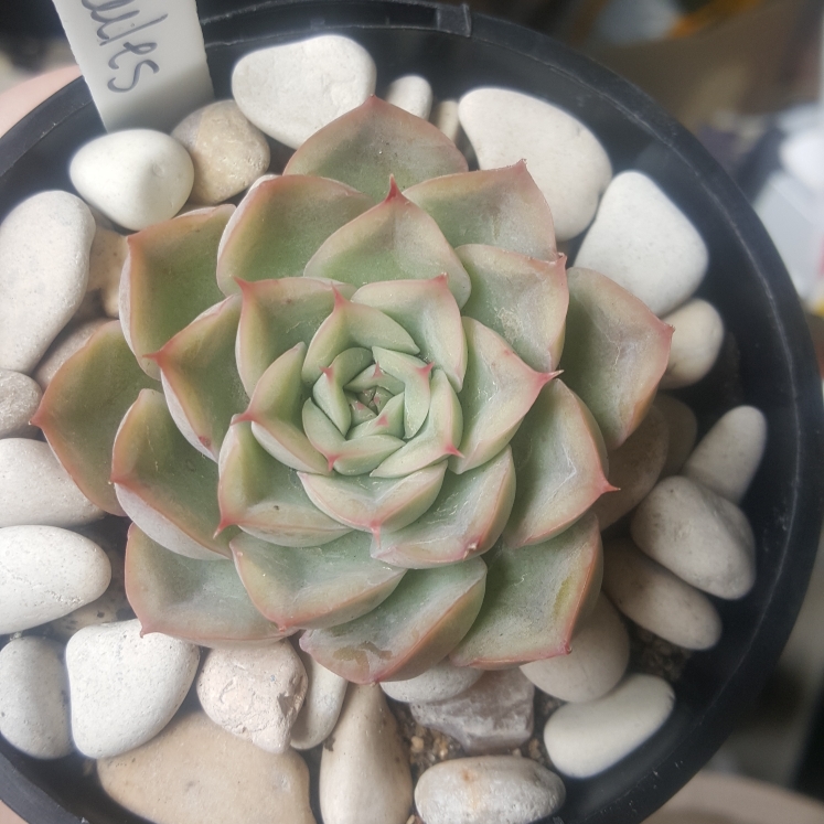 plant image 1112629