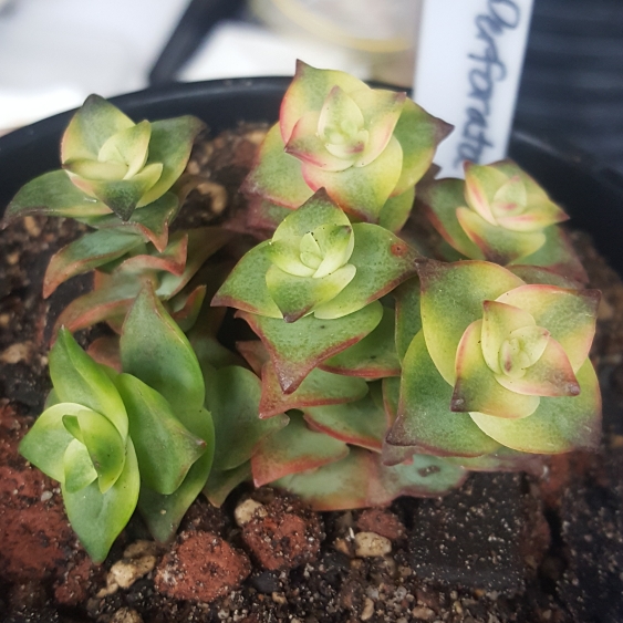 plant image 1113847