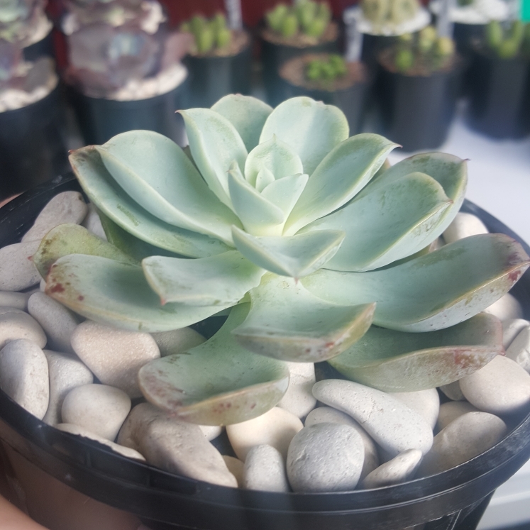 plant image 1117814
