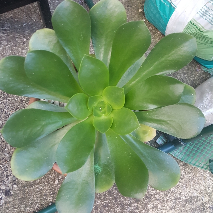 plant image 1120152