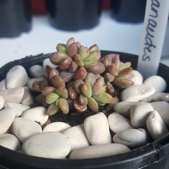plant image 1120180