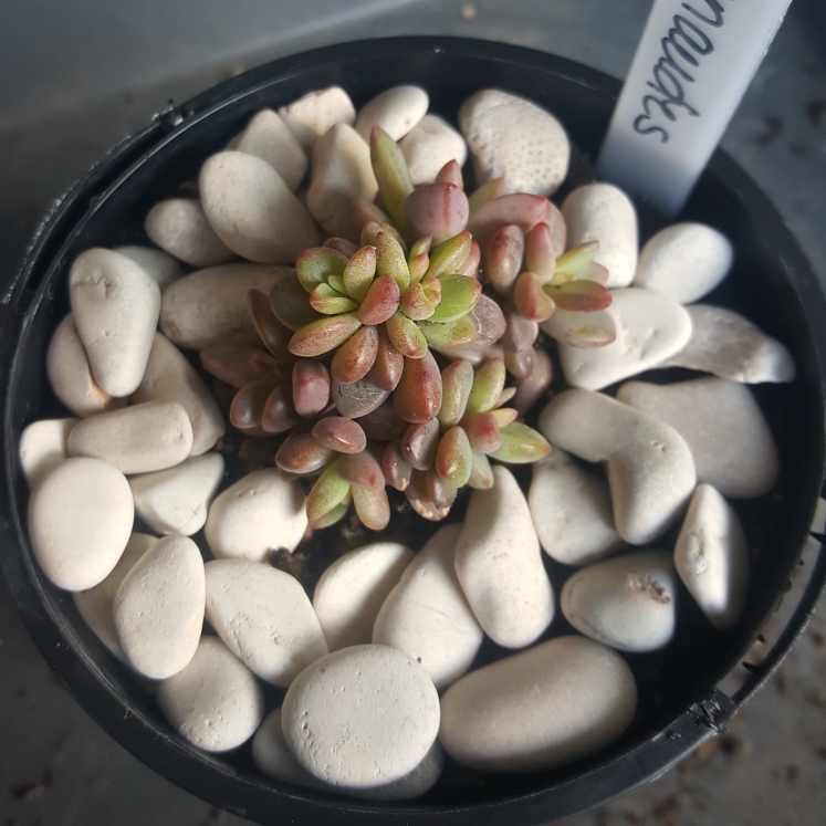 Plant image Echeveria Manaudes