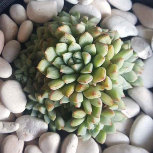 plant image 1120186 plant image 1120186