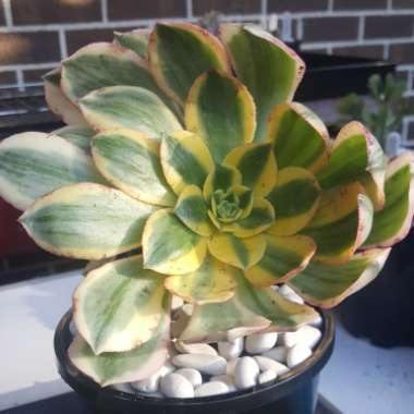 Aeonium Sunburst