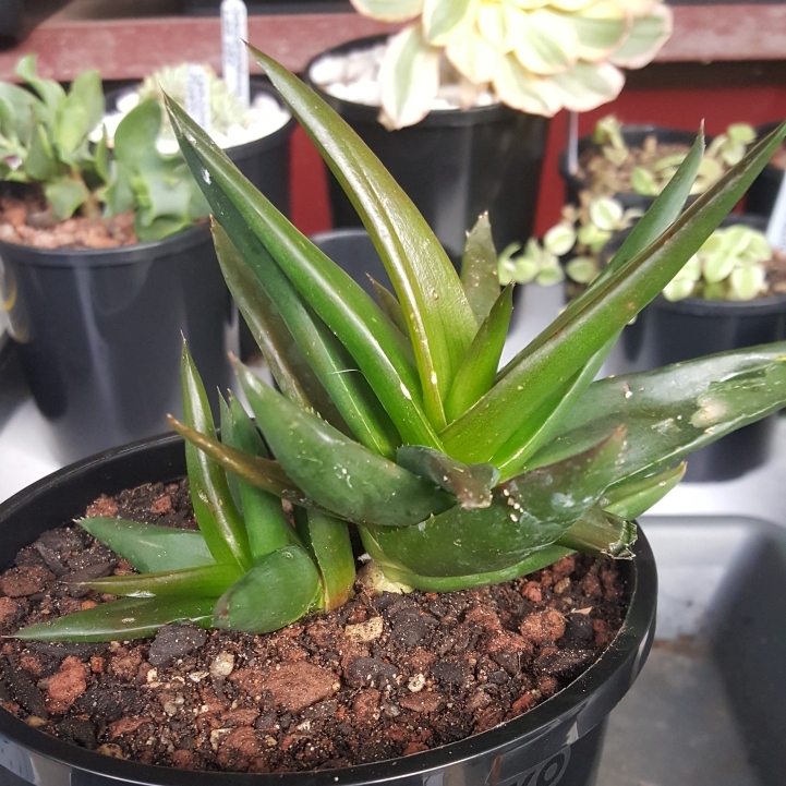 plant image 1128773