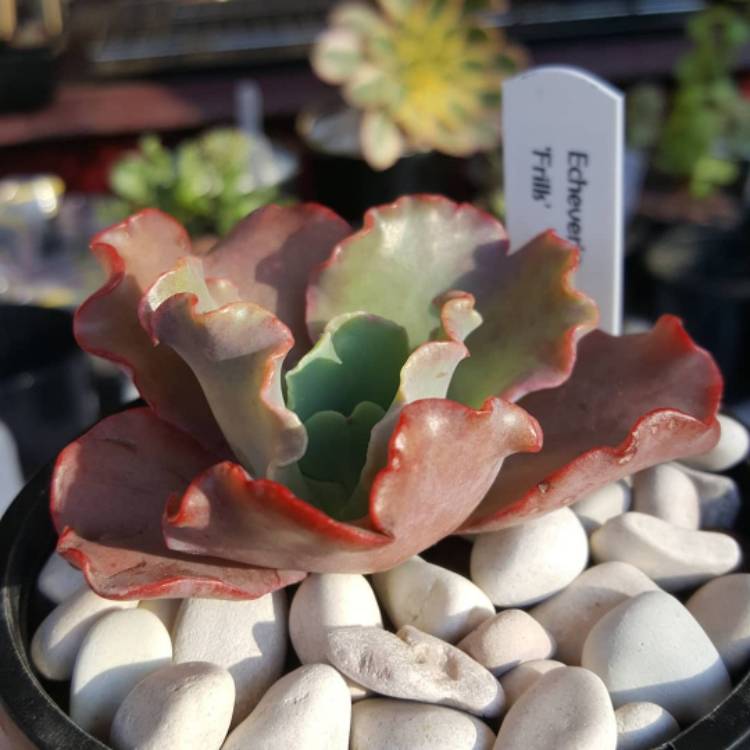 Plant image Echeveria Tutti Frutti
