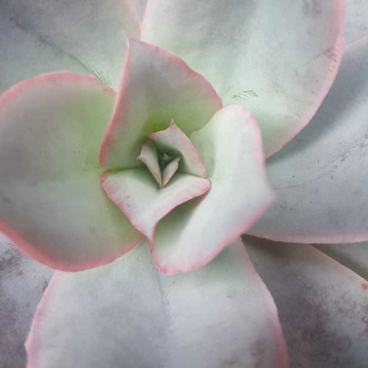Plant image Echeveria Cante