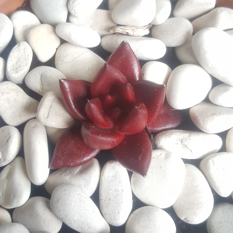 plant image 1137783