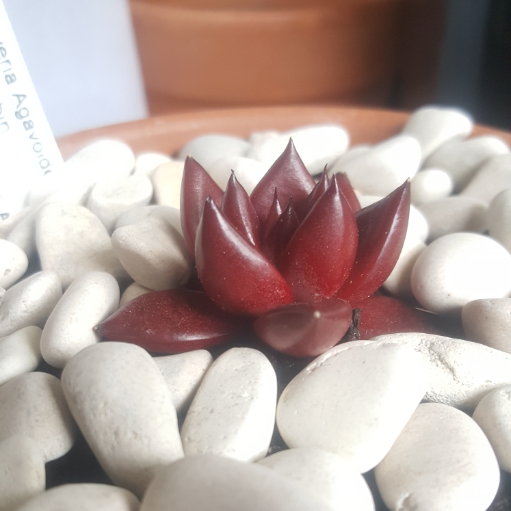 Plant image Echeveria Agavoides Romeo Rubin