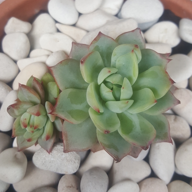plant image 1137794