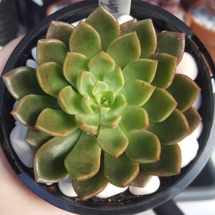 Plant image Echeveria Copper Canyon
