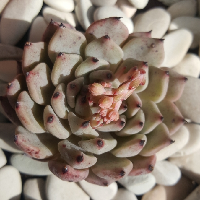plant image 1141281 plant image 1141281