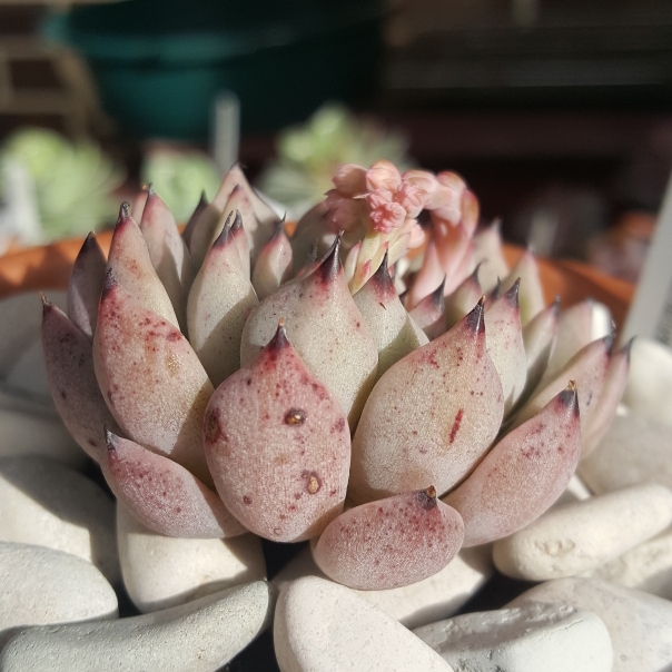 Plant image Echeveria Cuspidata var. Zaragozae