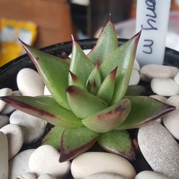 Plant image Echeveria Agavoides Ebony