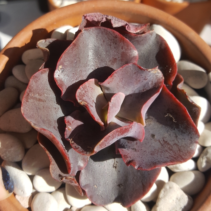 Plant image Echeveria Gingerbread