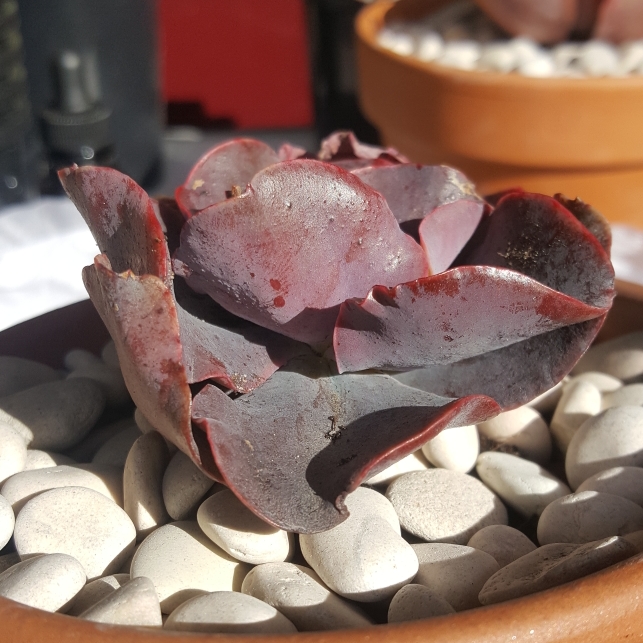plant image 1142318