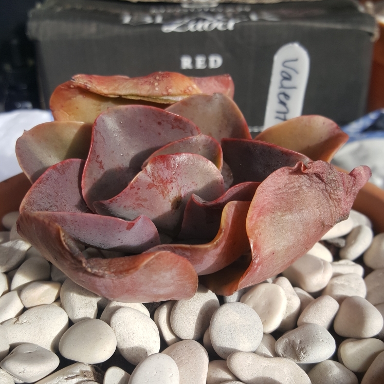 Plant image Echeveria Valentine