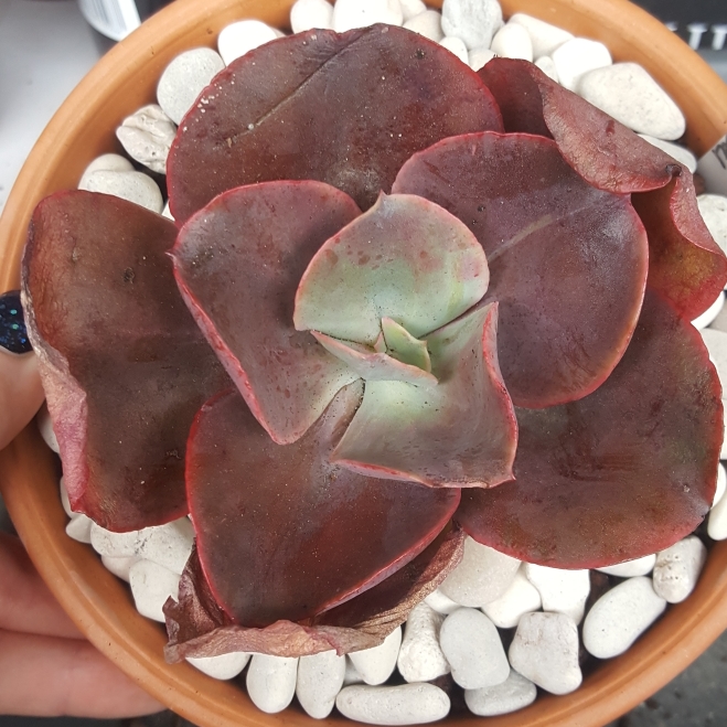 Plant image Echeveria Fiery Spider