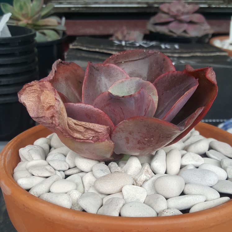plant image 1142334