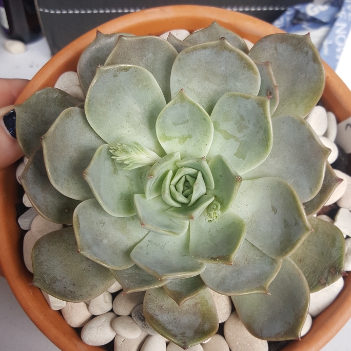 plant image 1142341