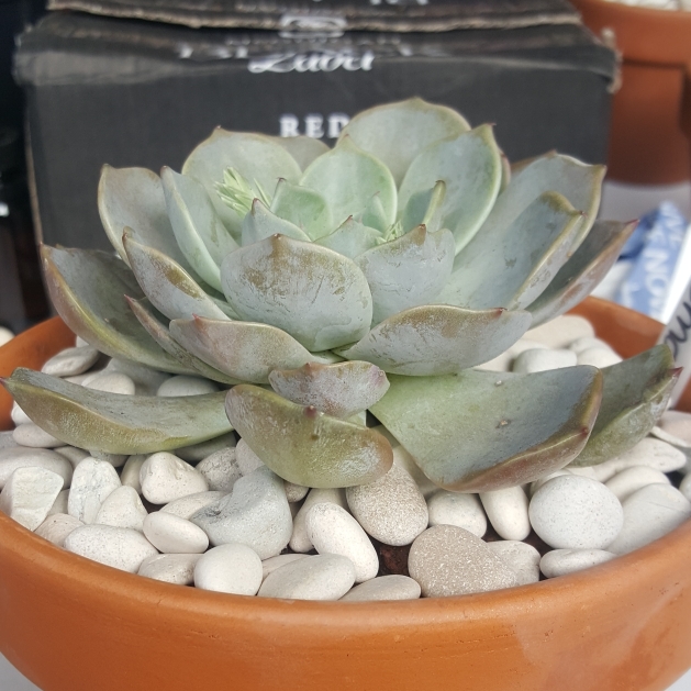 Plant image Echeveria Paloma