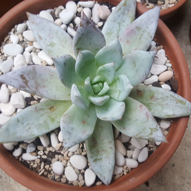 plant image 1144429