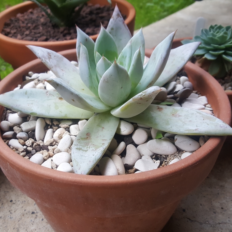 plant image 1144432
