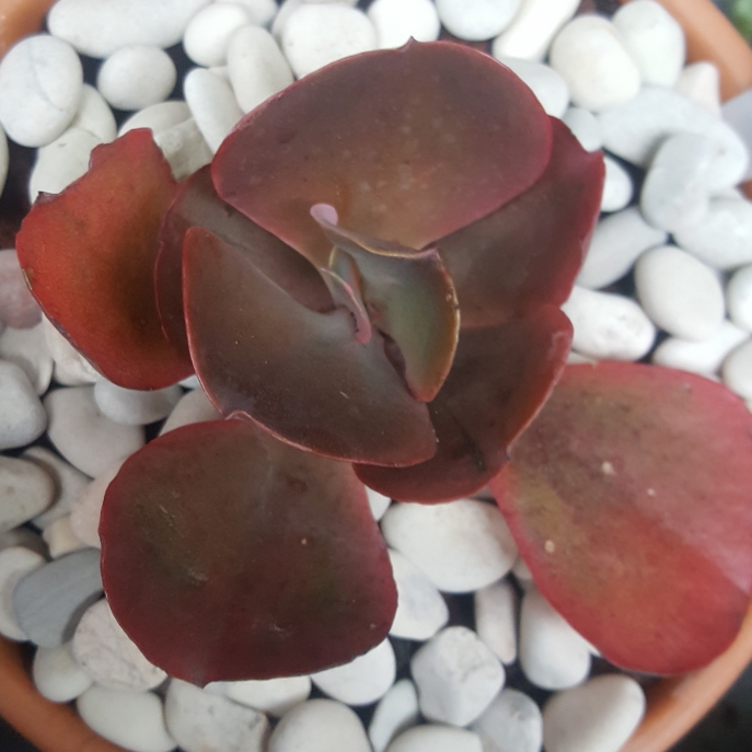 Plant image Echeveria Alta May
