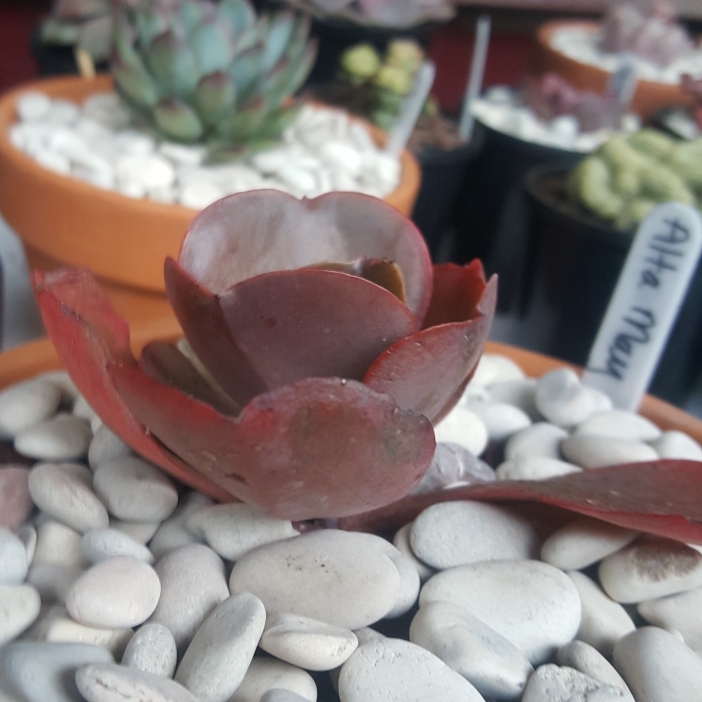 Plant image Echeveria Alta May
