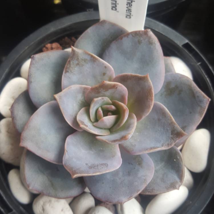 plant image 1181968