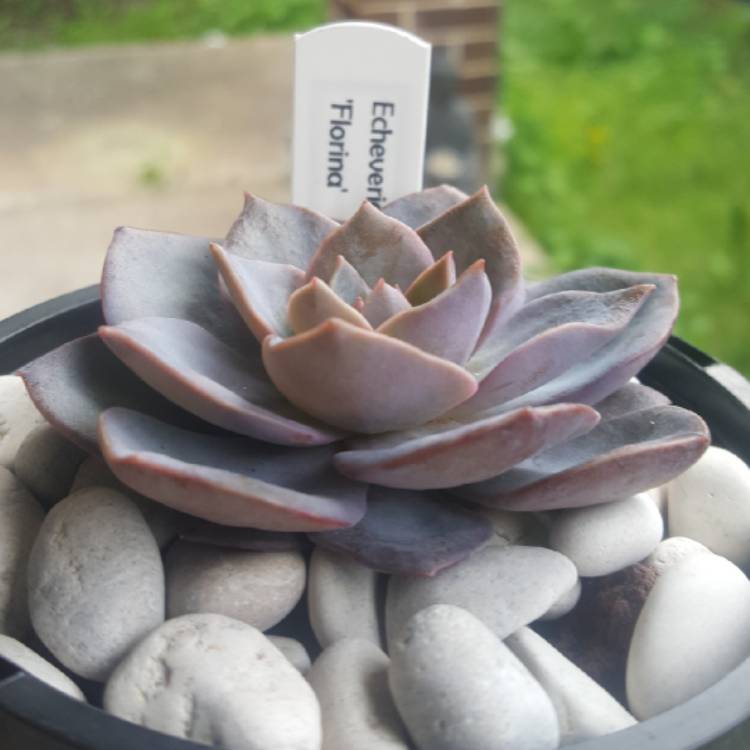 Plant image Echeveria Florina