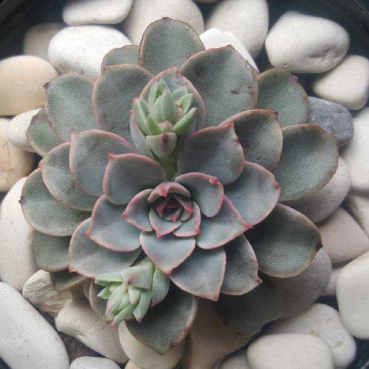 plant image 1181975
