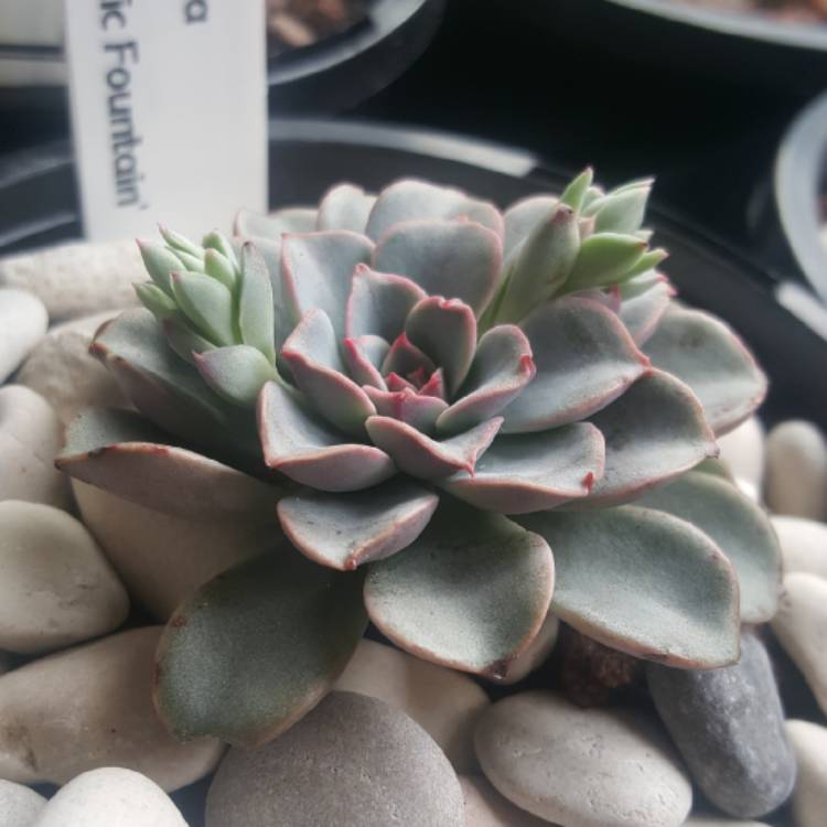 Plant image Echeveria Fantastic Fountain