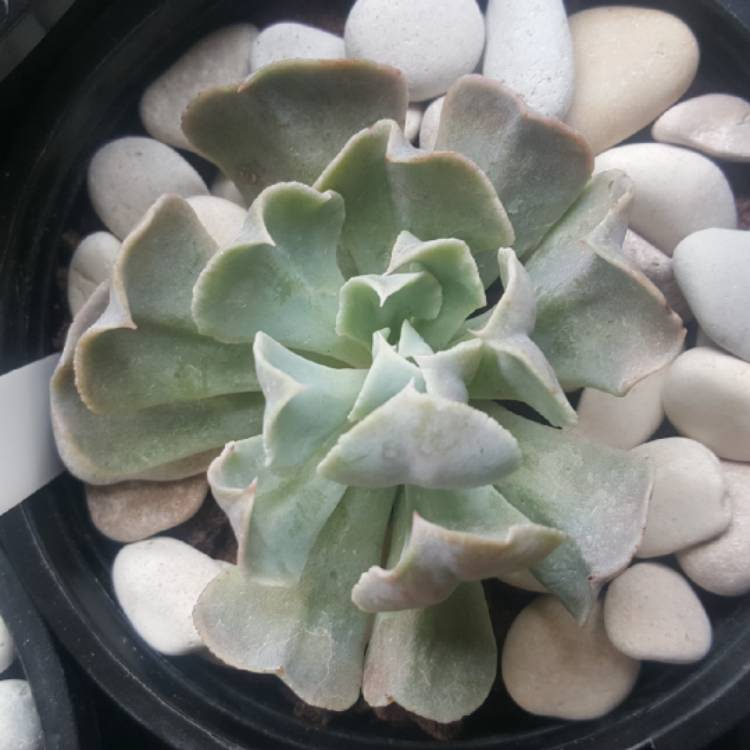 plant image 1181978