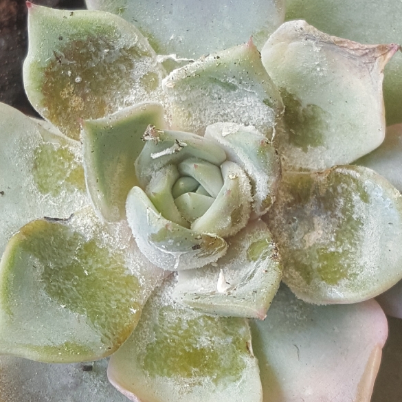 plant image 1189237