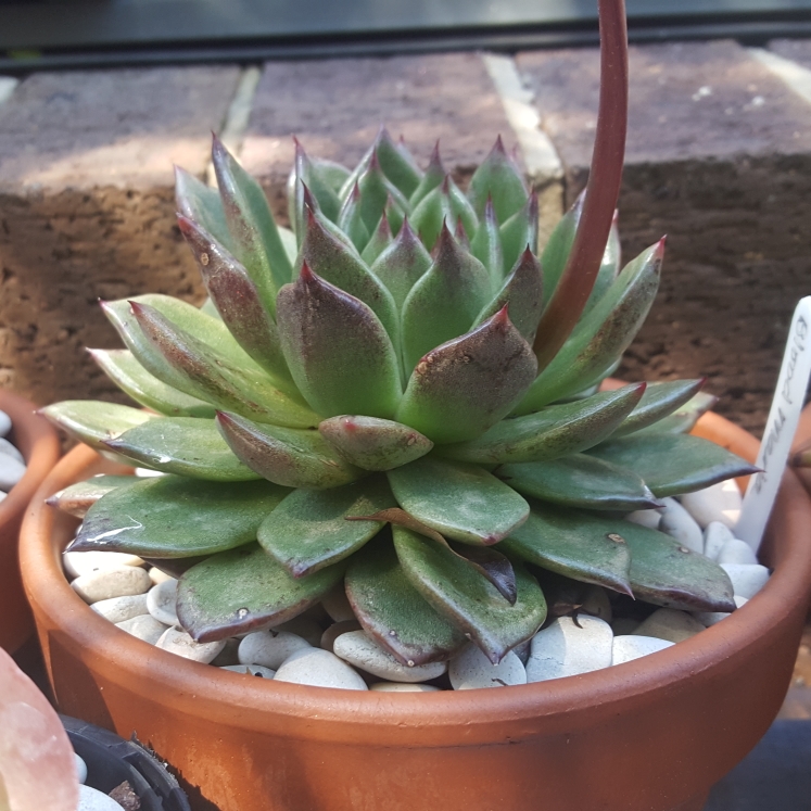 plant image 1191788 plant image 1191788
