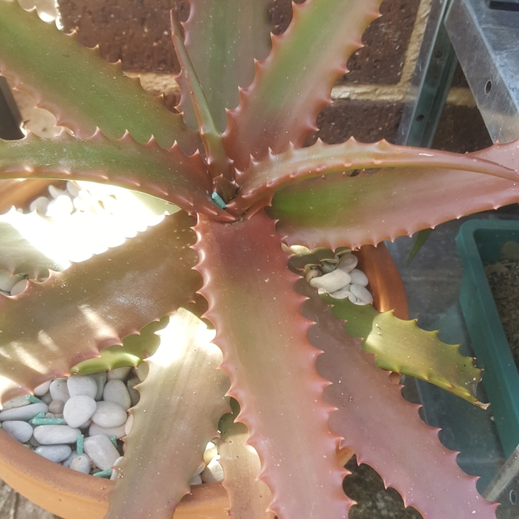 plant image 1376516 plant image 1376516