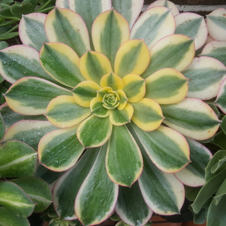 plant image 1376525 plant image 1376525